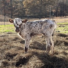 Bull Calf